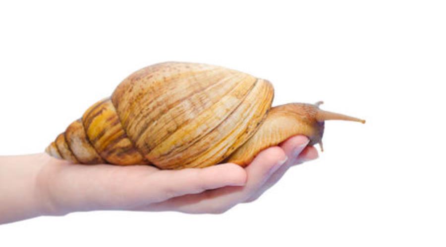 حلزون درونت را پیدا کن